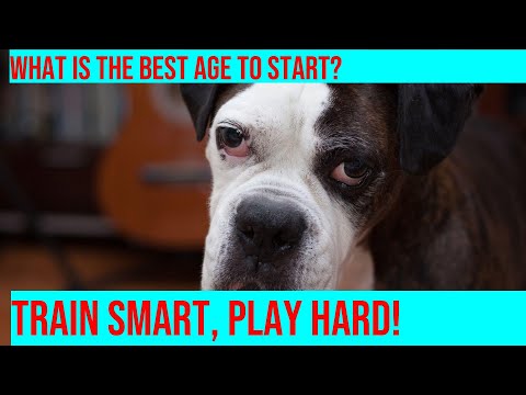 Training Your Boxer: How to Develop Good Habits Early On