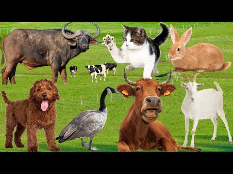 Farm Animal Moments: Sheep, Cow, Horse, Rabbit, Buffalo, Chicken, Pig, Dog - Animal Sounds