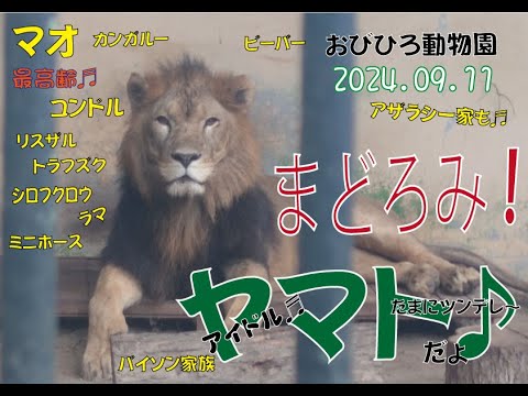 おびひろ動物園　キャプション少なメデーだけどアイドルヤマトとマオとジャックとみんなはめんこいよ♪2024年9月11日♬