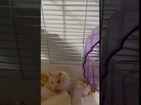 Funny hamster running on wheel #animals #pet  #funny #funnyvideo #shorts