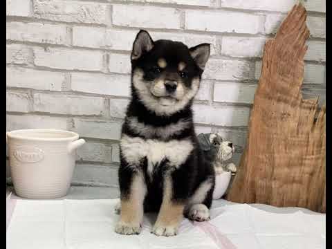 Black & Tan Shiba Inu - Tatum