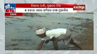 Kanasa: Ground Nut crops suffers destruction due to untimely low-pressure rain in Puri || Kalinga TV