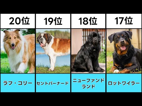 Top 20 Most Popular Large Dogs in 2024