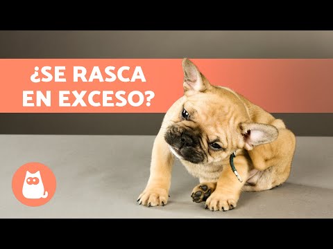 ¿Por qué mi PERRO se RASCA MUCHO? 🐶 (8 Causas y Qué Hacer)