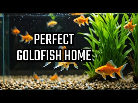 How to Set Up a Goldfish Tank (the RIGHT WAY)