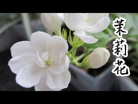 【天天小花農】茉莉花開花爆盆很簡單，按照這樣的澆水方法，花量由你操控