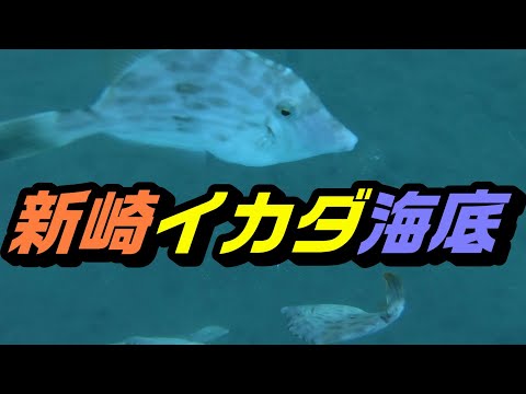 水中映像】能登半島、穴水、新崎。イカダの下のカワハギ達