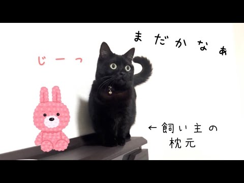 ベッドの枕元に座って飼い主を待っている姿がぬいぐるみな黒猫