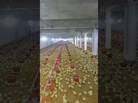 #poultryfarming #murgifarm #henfarm #broilerchickenfarming #chickenfarming #kukra