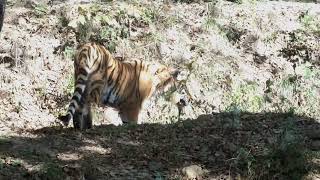 Hiking in Sikhote-Alin Nature Reserve - Kingdom of Siberian Tiger