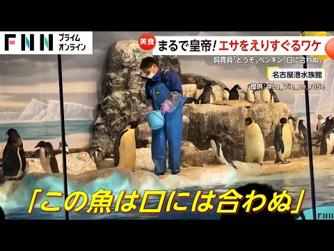 「口に合わぬ！」グルメな皇帝ペンギン登場…気に入らない魚は拒否　名古屋港水族館