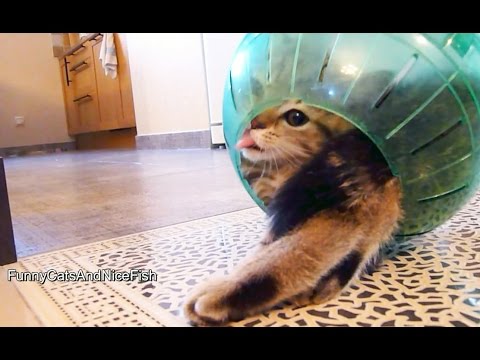 Funny Kitten Stuck in the Middle of Hamster Ball