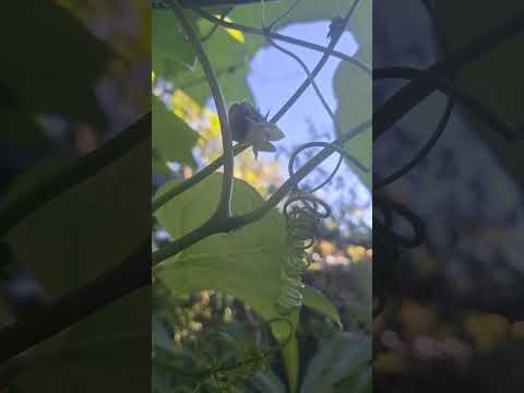 Despues de 5 meses esta plantita empezo a dar frutos.  Cual es?  #jardin #siembra #plantitas