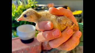 Bringing Home Baby Peachicks #peafowl #peacock #farmliving