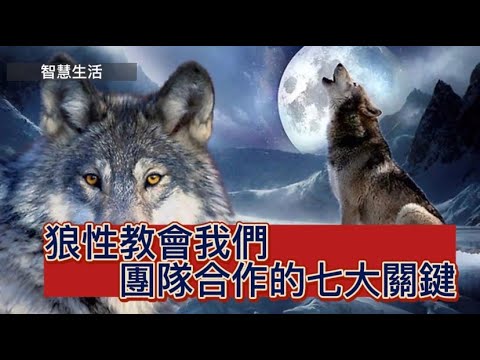 #狼性#成長 #組織行銷 |2023狼性教會我們,團隊合作的七大關鍵|立馬學會 #團隊合作 #談天說地