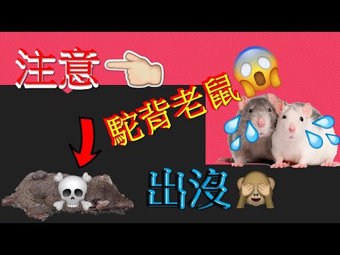 [街坊快訊NO.6]注意:駝背老鼠出沒/還是變形老鼠/關注您的寵物  kenny@wong   [k.w video]謝謝