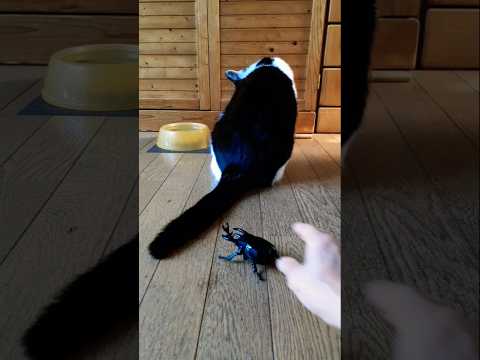 グイグイ来る甲虫王を振り向くだけで止める猫#shorts