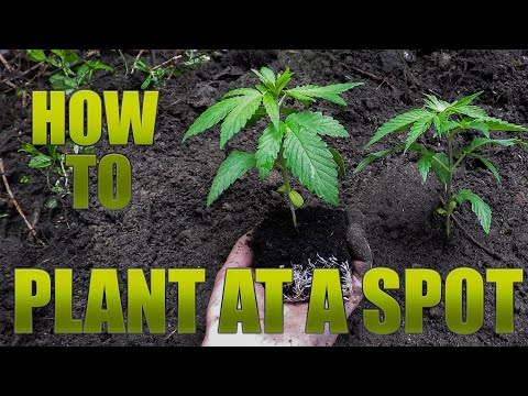 How to plant a Guerilla Grow