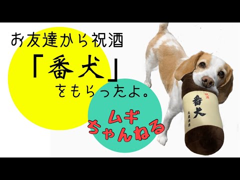 【ビーグル】お友達から銘酒「番犬」をもらいました（オモチャ）