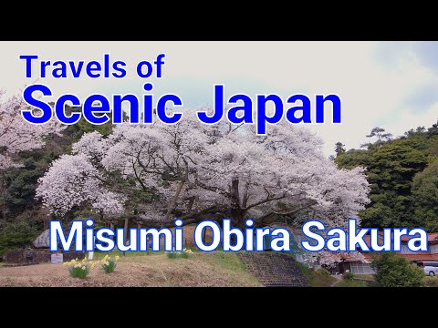 【466】Misumi Obira Sakura / Travels of Scenic Japan / Tabiator