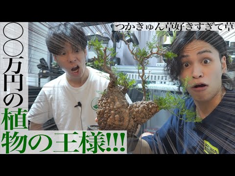 【〇〇万円…!!!】憧れの｢植物の王様｣オペルクリカリアパキプスを遂に購入！【BOTANICALBOTANICAL】#つかきゅん草好きすぎて草