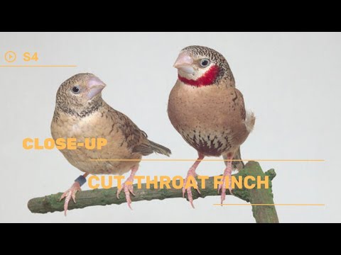 👉 S4 Cut throat finch - Amadina fasciata | Bandfink