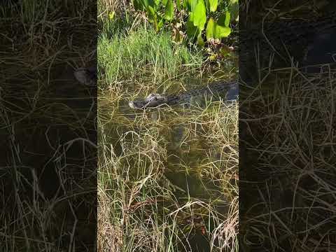 Florida Alligator…#shorts #shortsvideo