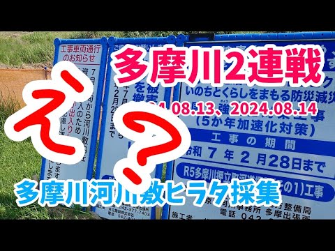 【昆虫採集】多摩川 河川敷 ヒラタクワガタ樹液採集 2024.08.13-14［ヒラタクワガタ、コクワガタ、ノコギリクワガタ、クワガタ、クワガタ採集、多摩川、東京］