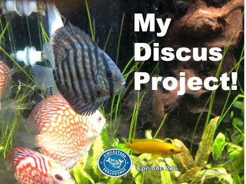 A planted Tank Discus Project | Episode 216