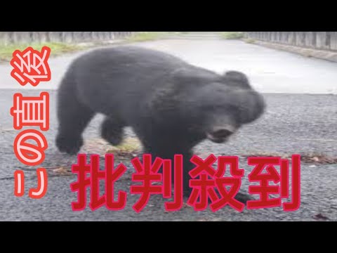 今後クマが出ても猟師は“駆除拒否”できる…老ハンター怒りのワケ「我々はクマの駆除をしたくないと言ってるんじゃない」