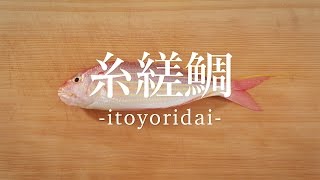 糸縒鯛（いとよりだい）のさばき方 - How to filet Golden Threadfin-bream -｜日本さばけるプロジェクト（海と日本プロジェクト）