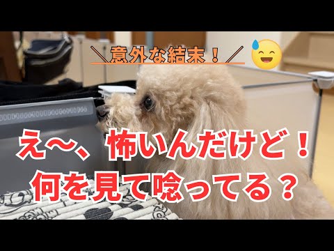 え～、怖いんだけど！何を見て唸ってる？【姉犬ララ編】