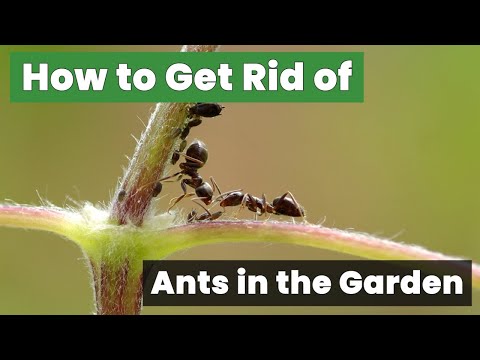 Secrets to a Pest-Free Yard: How to Get Rid of Ants in the Garden