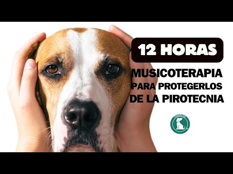 Música Relajante Para Perros - ¡Calma a Tu Mascota!