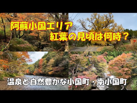 【阿蘇小国エリア紅葉の見頃情報】2024年１０月末現在の各観光スポットの色付き状況から見頃の時期を予測　今年は例年より２週間遅れの模様