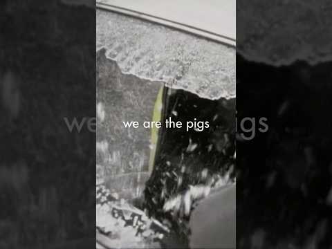 We Are The Pigs - A Dog Man Star Tour Film #Suede #DogManStar