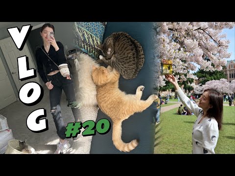 Vlog 20 | 新LG冰箱 | 近期购物 | 卫生间收纳宜家柜子| UW樱花 | pax衣橱更新 | 临时的二猫家庭记录|  Ana luisa