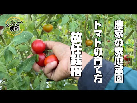 イボタケを使った【トマト】の【放任栽培】【トマトの育て方】【トマト栽培】【ソバージュ】【農家の家庭菜園】