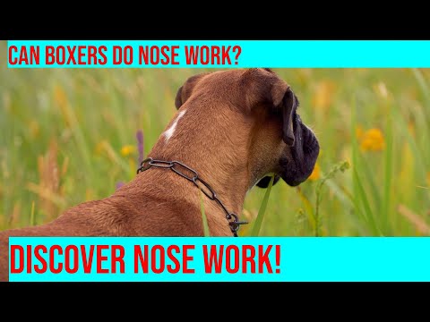 Teaching Your Boxer Nose Work: Techniques & Tips