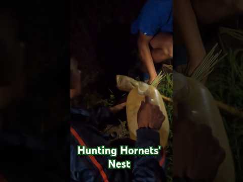 Hunting Hornets Nest Nepali style