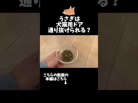 うさぎって犬猫用ドア通れるの？【ネザーランドドワーフのコッペ】#ネザーランドドワーフ #コッペパン #うさぎ  #うさぎのいる暮らし #ウサギ #うさぎのいる生活 #shorts