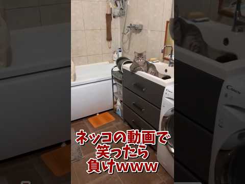 ネッコの動画で笑ったら寝ろｗｗｗ　#2ch #2ch動物スレ #2ch面白いスレ #動物 #犬 #猫 #癒やし #ねこ #2chほのぼの #ネコ