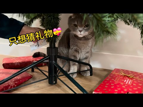 只想猜（拆）礼物💝（今天不想吃软骨素）#cat #折耳猫