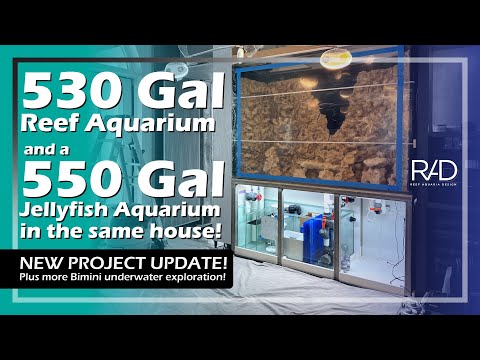 LATEST BIMINI REEF EXPLORATION & AQUARIUM PROJECT UPDATE | REEF AQUARIA DESIGN