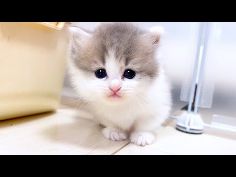 【マンチカンの子猫】タレ目で甘えん坊な男の子がツボな件 ～猫のいる生活Vol.1014～出産動画 マンチカン短足・ミヌエット・ペルシャ猫専門ブリーダー『ペット蔵人』【子猫の成長記録】