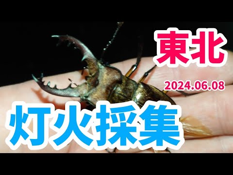 【昆虫採集】東北 灯火採集（ライトトラップ） 　2024.06.08 ［オオクワガタ、ミヤマクワガタ、コクワガタ、福島、クワガタ採集］