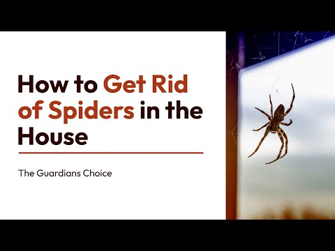 How to Get Rid of Spiders in the House | 11 Easy Steps | The Guardians Choice