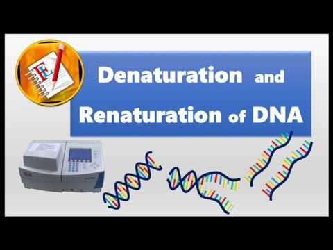 Denaturation and Renaturation of DNA