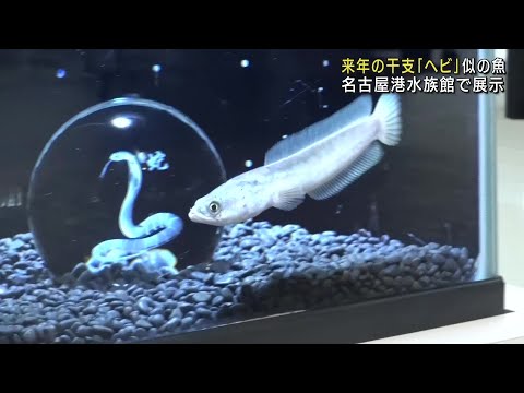 来年の干支の「巳」にちなみヘビのような魚を展示　白蛇を連想　名古屋港水族館 (24/12/24 12:02)