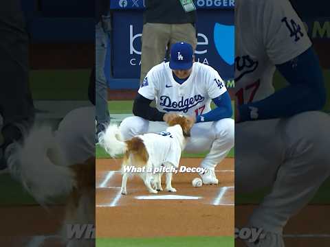 Decoy and Shohei with the cutest first pitch you've ever seen. 😭 #shoheiohtani #dodgers